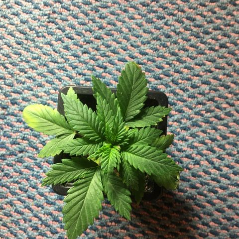 LSD  #2 growlog timeline photo