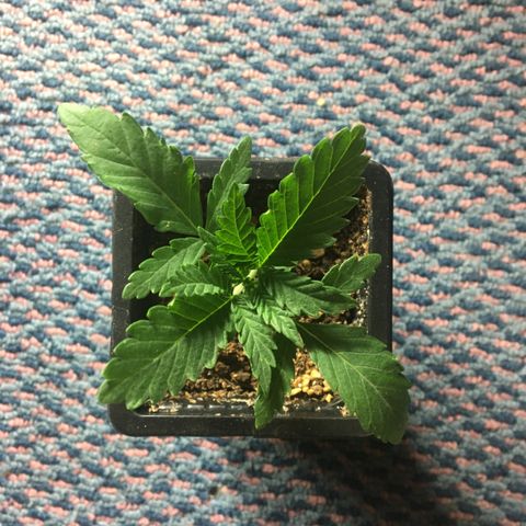 LSD  #2 growlog timeline photo