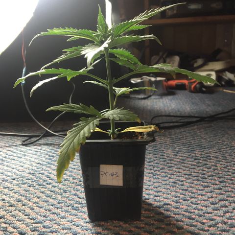 LSD  #2 growlog timeline photo