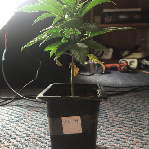 LSD  #2 growlog timeline photo