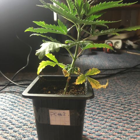 LSD  #2 growlog timeline photo