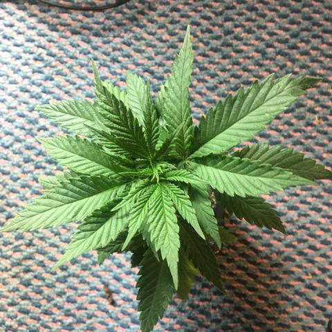 LSD  #2 growlog timeline photo