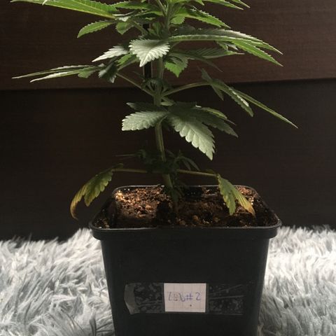 LSD  #2 growlog timeline photo