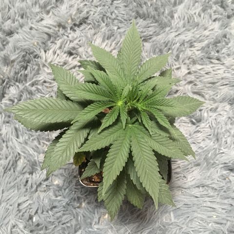 LSD  #2 growlog timeline photo