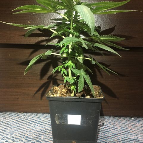 LSD  #2 growlog timeline photo