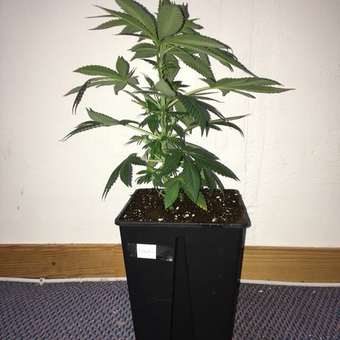 LSD  #2 growlog timeline photo