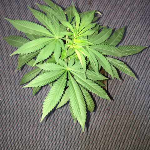LSD  #2 growlog timeline photo