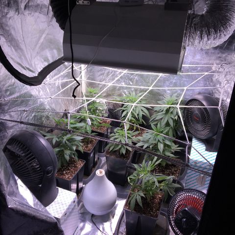 LSD  #2 growlog timeline photo
