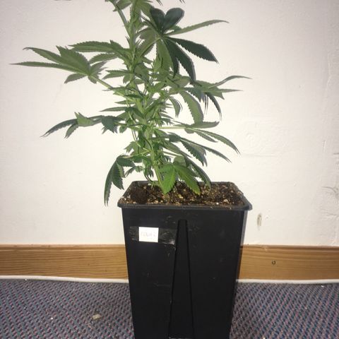 LSD  #2 growlog timeline photo