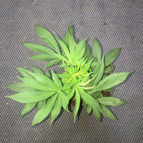 LSD  #2 growlog timeline photo