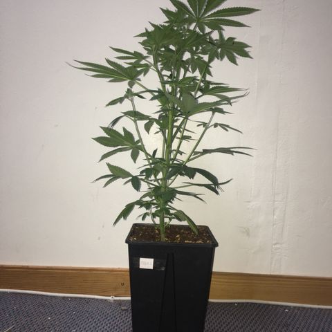 LSD  #2 growlog timeline photo