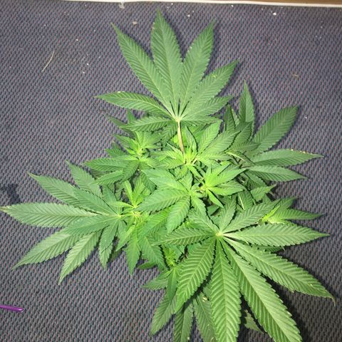 LSD  #2 growlog timeline photo
