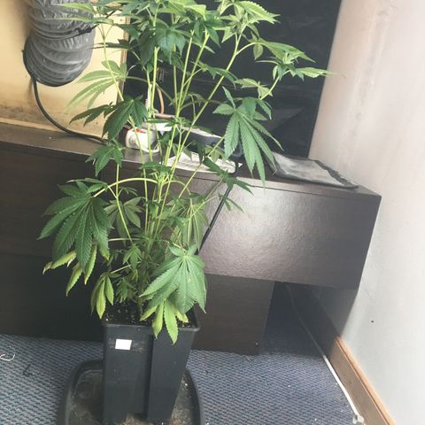 LSD  #2 growlog timeline photo