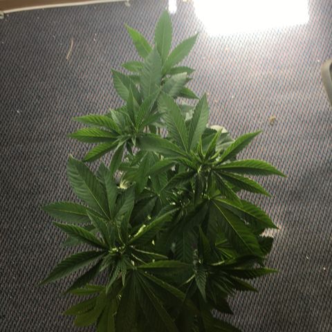 LSD  #2 growlog timeline photo