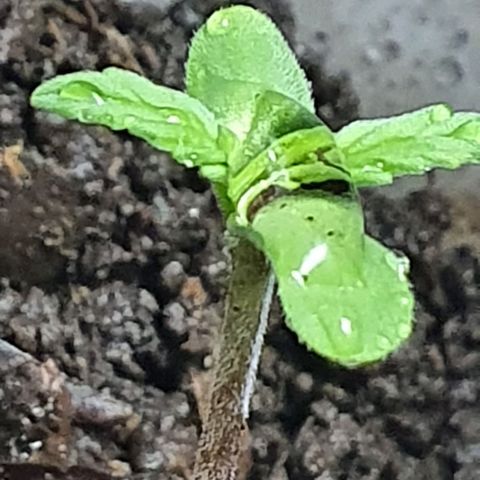 Genética desconocida growlog photo: El 4 de julio fue trasplantada con aparente éxito 