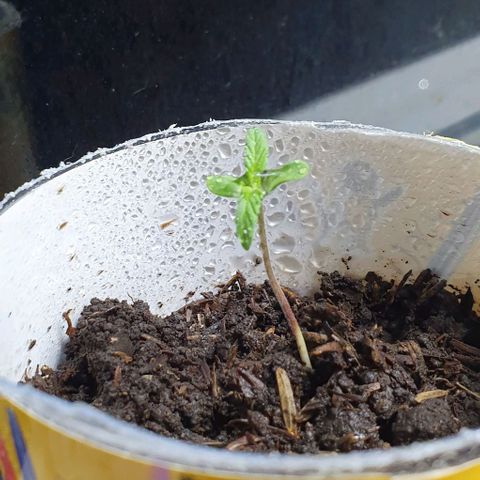 Genética desconocida growlog photo: Riego a las 5 AM 2 HORAS de calefacción y luz artificial 