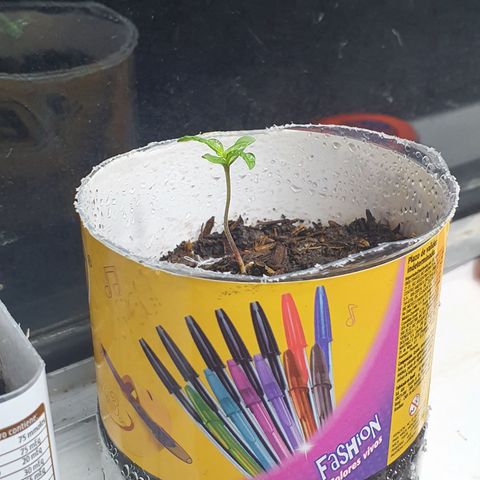 Genética desconocida growlog photo: 4.5 cm