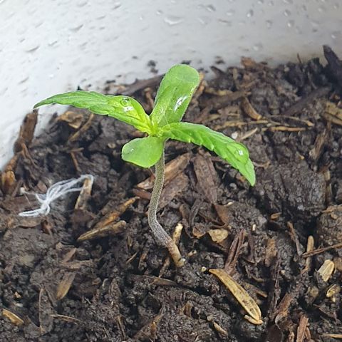Genética desconocida growlog photo: Crece .5 cm