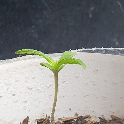 Genética desconocida growlog photo: 4.5