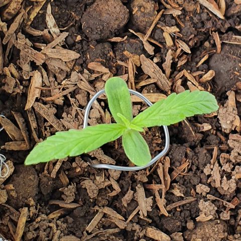 Genética desconocida growlog timeline photo