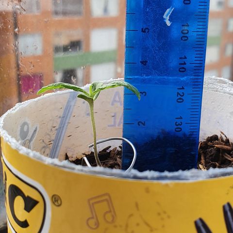 Genética desconocida growlog timeline photo