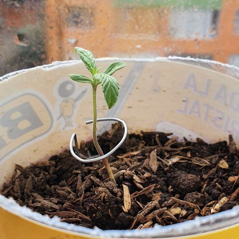 Genética desconocida growlog timeline photo