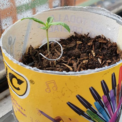 Genética desconocida growlog timeline photo