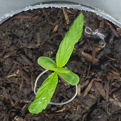 Genética desconocida growlog photo: Pequeñas quemaduras en las hojas por una alza en la temperatura 