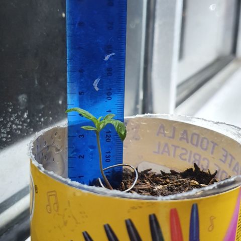 Genética desconocida growlog photo: Pequeñas quemaduras en las hojas por una alza en la temperatura 