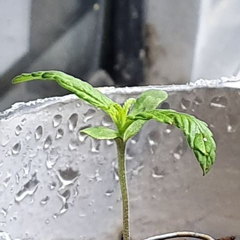 Genética desconocida growlog photo: Pequeñas quemaduras en las hojas por una alza en la temperatura 