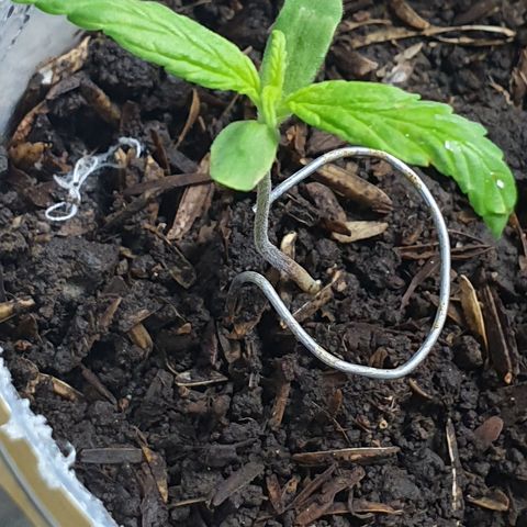 Genética desconocida growlog photo: Pequeñas quemaduras en las hojas por una alza en la temperatura 