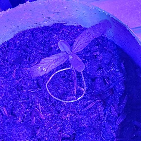 Genética desconocida growlog timeline photo
