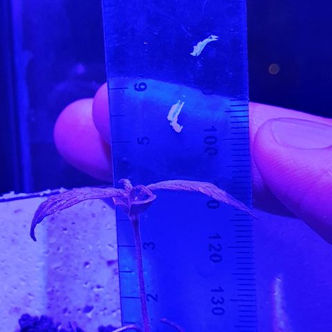Genética desconocida growlog timeline photo