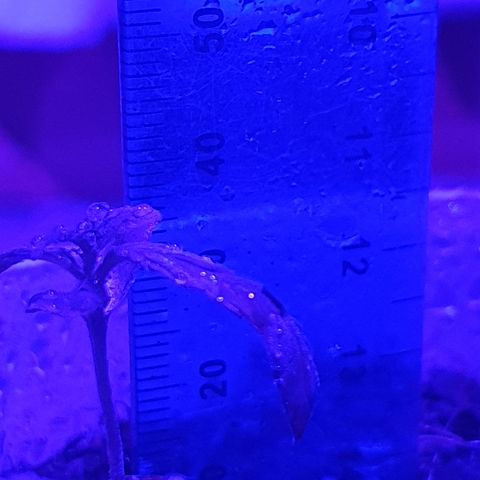 Genética desconocida growlog photo: El sustrato recibió una capa delgada de de tierra con hummis y fribra de coco. Se está usando tapa para evitar quemaduras a la plántula,  tuvo que ser reubicada del borde ka ventana al piso por las lesiones de quemaduras 