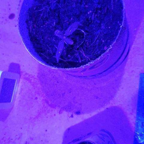 Genética desconocida growlog photo: El sustrato recibió una capa delgada de de tierra con hummis y fribra de coco. Se está usando tapa para evitar quemaduras a la plántula,  tuvo que ser reubicada del borde ka ventana al piso por las lesiones de quemaduras 