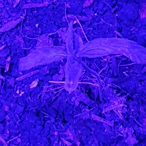 Genética desconocida growlog timeline photo