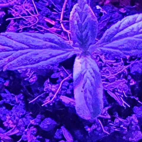 Genética desconocida growlog timeline photo