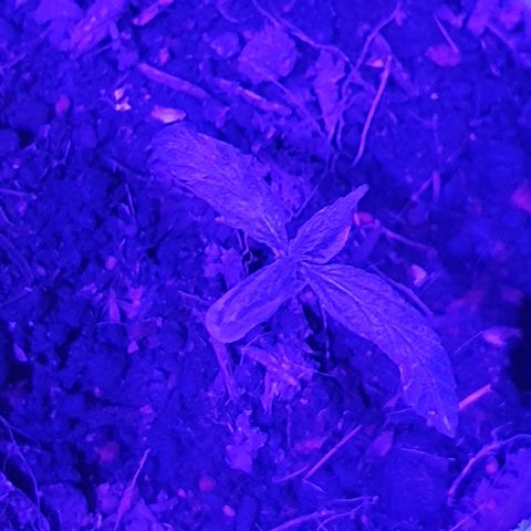 Genética desconocida growlog timeline photo