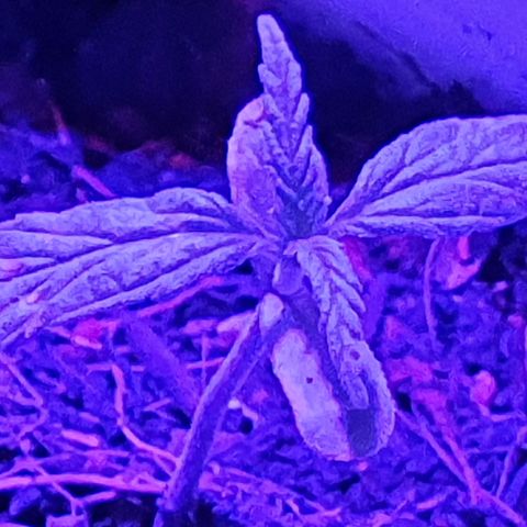 Genética desconocida growlog timeline photo