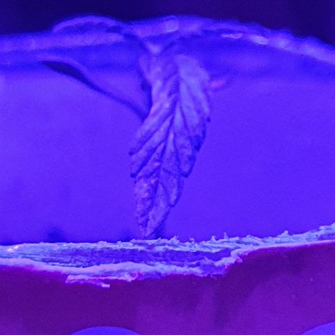 Genética desconocida growlog timeline photo