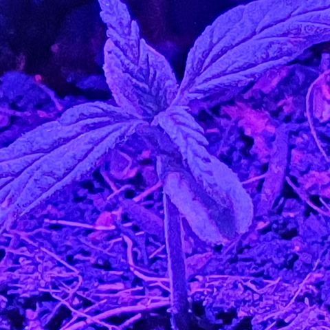 Genética desconocida growlog timeline photo