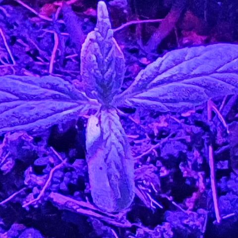 Genética desconocida growlog timeline photo