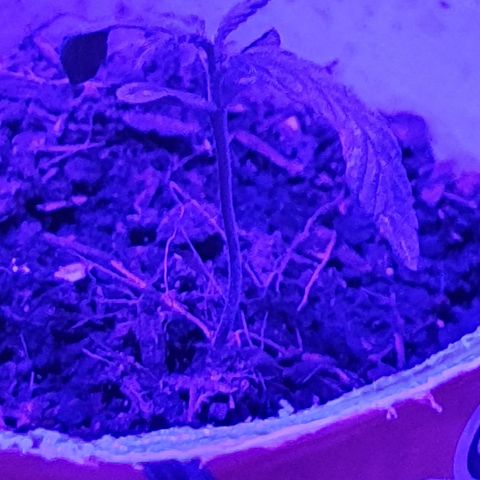 Genética desconocida growlog timeline photo