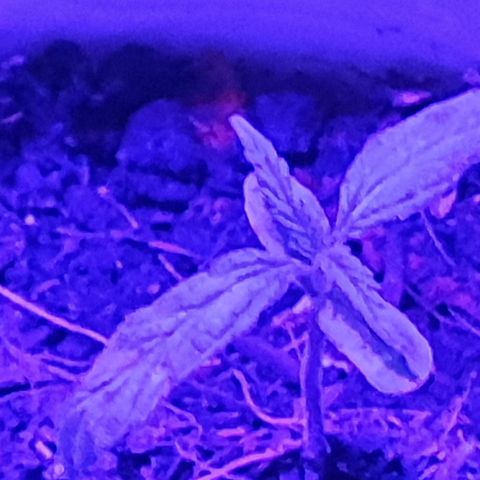 Genética desconocida growlog timeline photo