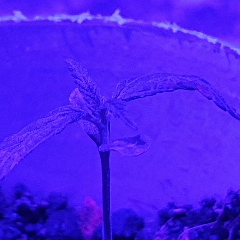 Genética desconocida growlog timeline photo