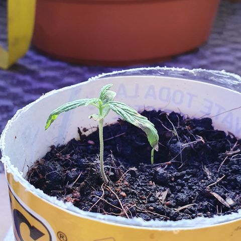 Genética desconocida growlog photo: Se hizo riego, próximo es el Jueves 
