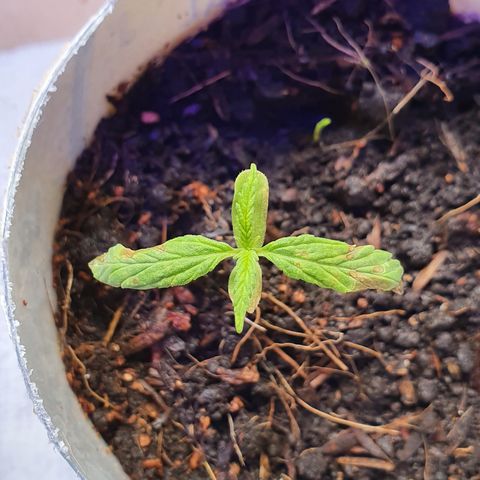 Genética desconocida growlog photo: Se hizo riego, próximo es el Jueves 