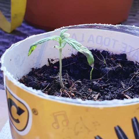 Genética desconocida growlog photo: Se hizo riego, próximo es el Jueves 