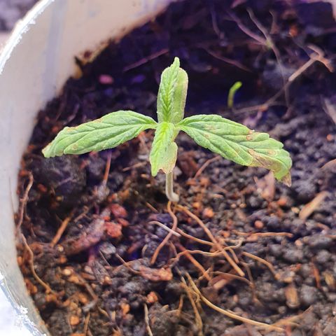 Genética desconocida growlog photo: Se hizo riego, próximo es el Jueves 