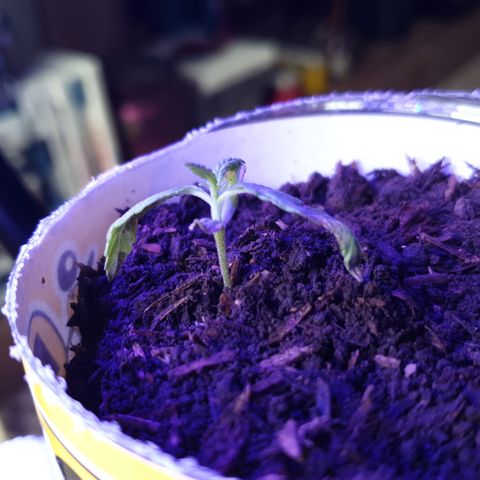 Genética desconocida growlog photo: Cambio de distancia y manejo de humedad 